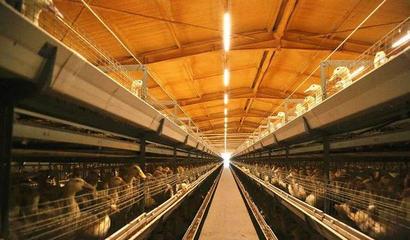 華英農業榮獲首批國家級農業高質量發展標準化示范基地稱號，畜牧漁業飼料銷售邁向新篇章